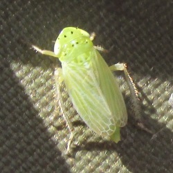 Graphocraerus ventralis